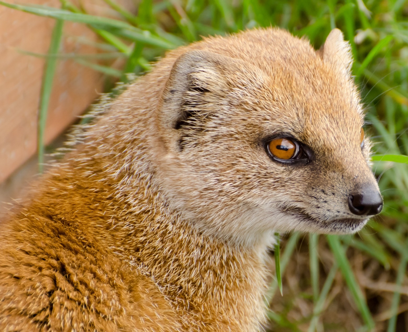 The yellow mongoose - an animal whose irritability is famous